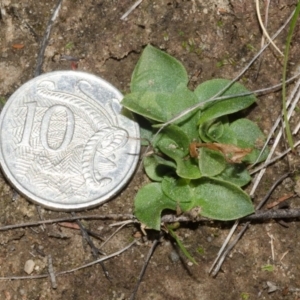 Pterostylis ventricosa at Tianjara, NSW - suppressed