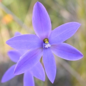 Thelymitra ixioides at West Nowra, NSW - suppressed