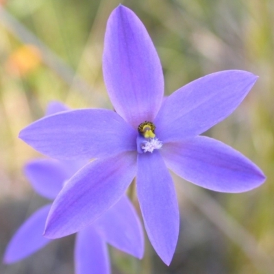 Thelymitra ixioides (Dotted Sun Orchid) at West Nowra, NSW - 21 Sep 2004 by AlanS