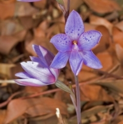 Thelymitra ixioides (Dotted Sun Orchid) at West Nowra, NSW - 1 Sep 2005 by AlanS