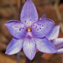 Thelymitra ixioides at West Nowra, NSW - 2 Sep 2005