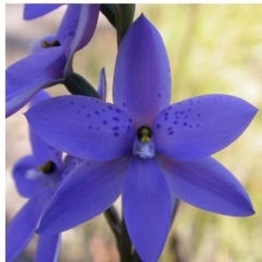 Thelymitra ixioides (Dotted Sun Orchid) at Vincentia, NSW - 21 Sep 2004 by AlanS