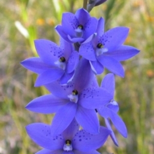 Thelymitra ixioides at Vincentia, NSW - suppressed