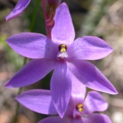 Thelymitra ixioides at Vincentia, NSW - suppressed