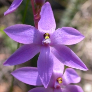 Thelymitra ixioides at Vincentia, NSW - suppressed