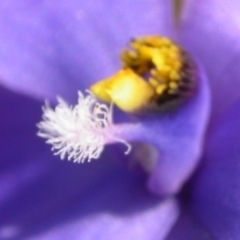 Thelymitra ixioides at Vincentia, NSW - suppressed