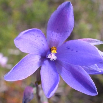 Thelymitra ixioides (Dotted Sun Orchid) at West Nowra, NSW - 19 Sep 2004 by AlanS