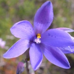 Thelymitra ixioides (Dotted Sun Orchid) at West Nowra, NSW - 19 Sep 2004 by AlanS