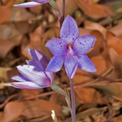 Thelymitra ixioides (Dotted Sun Orchid) at West Nowra, NSW - 3 Sep 2005 by AlanS