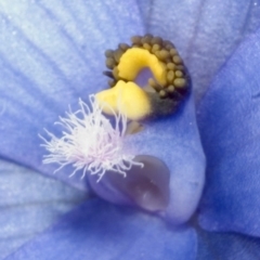 Thelymitra ixioides at West Nowra, NSW - suppressed