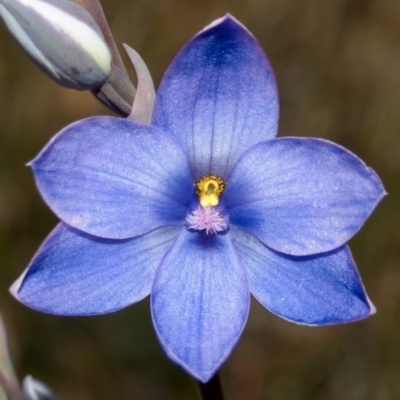 Thelymitra ixioides (Dotted Sun Orchid) at West Nowra, NSW - 5 Sep 2005 by AlanS