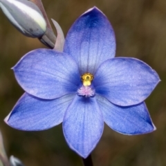 Thelymitra ixioides (Dotted Sun Orchid) at West Nowra, NSW - 4 Sep 2005 by AlanS