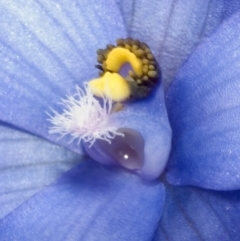 Thelymitra ixioides at West Nowra, NSW - suppressed