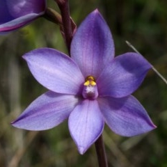 Thelymitra sp. aff. pauciflora (A Sun Orchid) at West Nowra, NSW - 25 Aug 2013 by AlanS