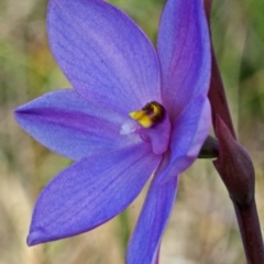 Thelymitra sp. aff. pauciflora at West Nowra, NSW - 26 Aug 2013