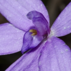 Glossodia major at West Nowra, NSW - suppressed