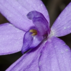 Glossodia major (Wax Lip Orchid) at West Nowra, NSW - 28 Aug 2012 by AlanS