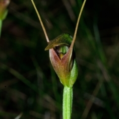 Pterostylis oblonga (Coastal Maroonhood) at Callala Creek Bushcare - 28 Aug 2015 by AlanS