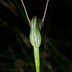 Pterostylis oblonga at Myola, NSW - suppressed