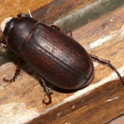 Scarabaeidae (family) (Scarab beetle, curl grub) at Rosedale, NSW - 25 Feb 2019 by jb2602