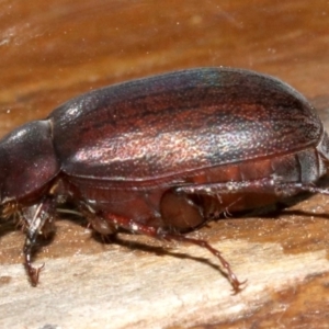 Scarabaeidae (family) at Rosedale, NSW - 25 Feb 2019 10:47 PM