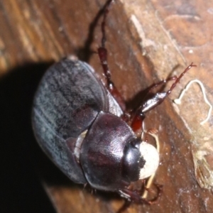 Scarabaeidae (family) at Rosedale, NSW - 25 Feb 2019 10:47 PM