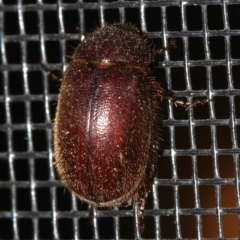 Unidentified Scarab beetle (Scarabaeidae) (TBC) at Rosedale, NSW - 25 Feb 2019 by jbromilow50