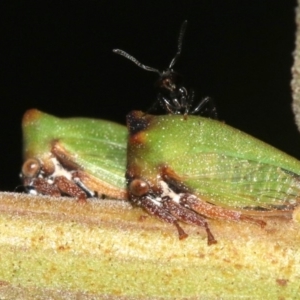 Sextius virescens at Rosedale, NSW - 25 Feb 2019 05:43 PM