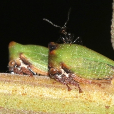 Sextius virescens (Acacia horned treehopper) at Rosedale, NSW - 25 Feb 2019 by jb2602