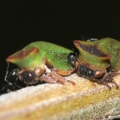 Sextius virescens at Rosedale, NSW - 25 Feb 2019