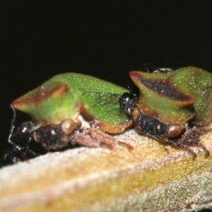 Sextius virescens at Rosedale, NSW - 25 Feb 2019 05:43 PM