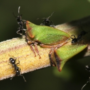 Sextius virescens at Rosedale, NSW - 25 Feb 2019