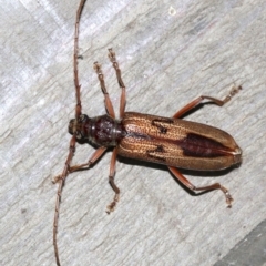 Phoracantha sp. (Longhorn beetle) at Rosedale, NSW - 25 Feb 2019 by jbromilow50
