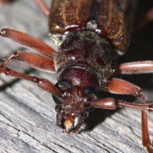 Phoracantha sp. at Rosedale, NSW - 25 Feb 2019