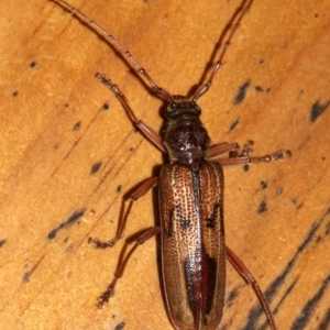 Phoracantha sp. at Rosedale, NSW - 25 Feb 2019