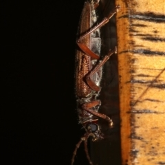 Phoracantha (genus) at Rosedale, NSW - 25 Feb 2019 08:31 PM