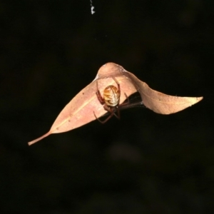 Phonognatha graeffei at Guerilla Bay, NSW - 26 Feb 2019