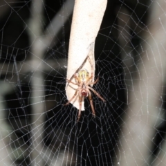 Phonognatha graeffei (Leaf Curling Spider) at Rosedale, NSW - 25 Feb 2019 by jb2602