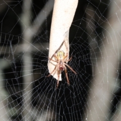 Phonognatha graeffei at Rosedale, NSW - 25 Feb 2019 by jb2602