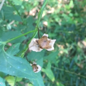 Calystegia marginata at Quaama Public School - 3 Mar 2019