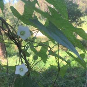 Calystegia marginata at Quaama Public School - 3 Mar 2019