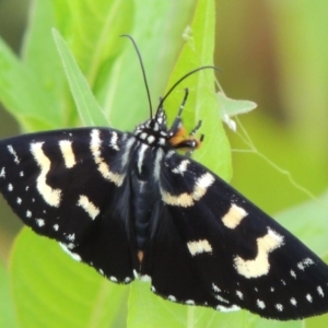 Phalaenoides tristifica at Paddys River, ACT - 3 Feb 2019