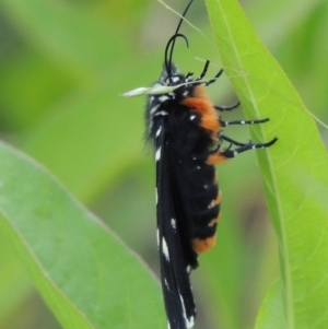 Phalaenoides tristifica at Paddys River, ACT - 3 Feb 2019