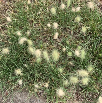 Cenchrus longisetus (Feathertop Grass) at Ainslie, ACT - 5 Mar 2019 by JanetRussell