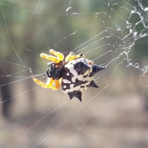 Austracantha minax at Symonston, ACT - 3 Mar 2019