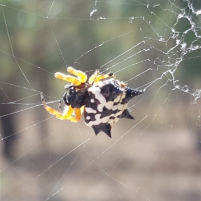 Austracantha minax (Christmas Spider, Jewel Spider) at Symonston, ACT - 3 Mar 2019 by Mike