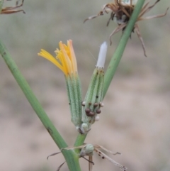 Chondrilla juncea (Skeleton Weed) at Tuggeranong DC, ACT - 3 Feb 2019 by michaelb