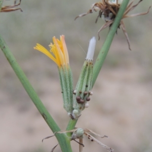 Chondrilla juncea at Tuggeranong DC, ACT - 3 Feb 2019