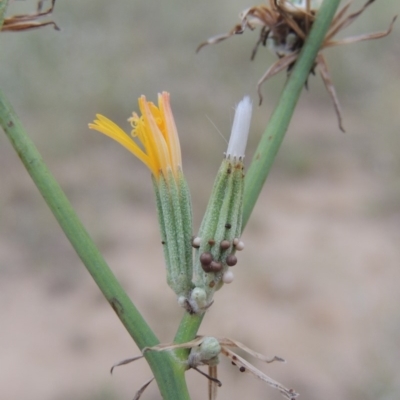 Chondrilla juncea (Skeleton Weed) at Tuggeranong DC, ACT - 3 Feb 2019 by MichaelBedingfield