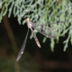 MYRMELEONTIDAE at Guerilla Bay, NSW - 26 Feb 2019 by jbromilow50